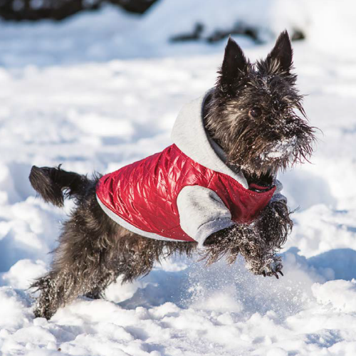 ZIMOWE KURTKI AMIPLAY DLA PSA!