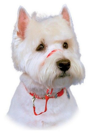 Halti kantarek - obroża uzdowa rozmiar 2 czerwona