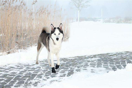 BUTY OCHRONNE Walker Active, XL, 2 szt.