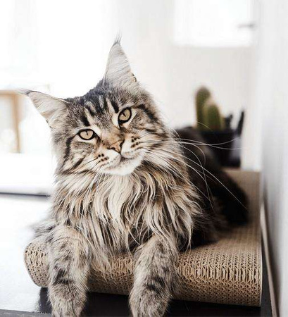 Mykotty drapak tobi czarny