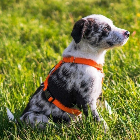 amiplay Samba szelki dla psa Guard czerwone M