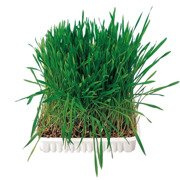 TRAWA DLA GRYZONI W POJEMNIKU 100gr