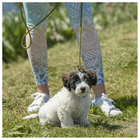 Smycz idealeash basic maxi dla psa 2 m