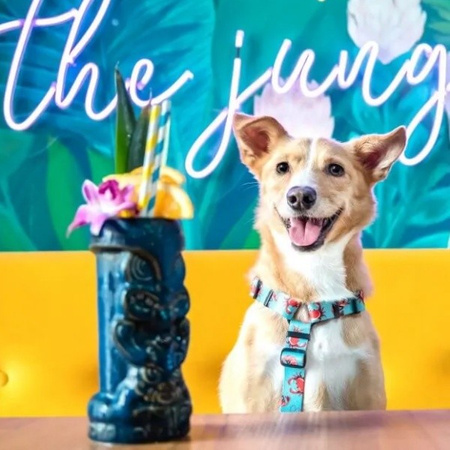 Baylabel Under The Sea szelki Guard dla psa L