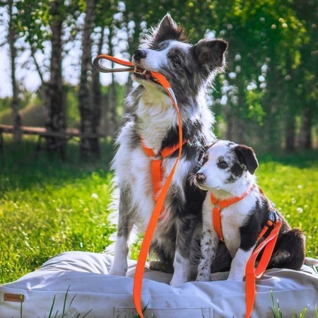 amiplay Samba szelki dla psa Guard turkusowe L