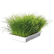 TRAWA DLA KOTA W POJEMNIKU 100g