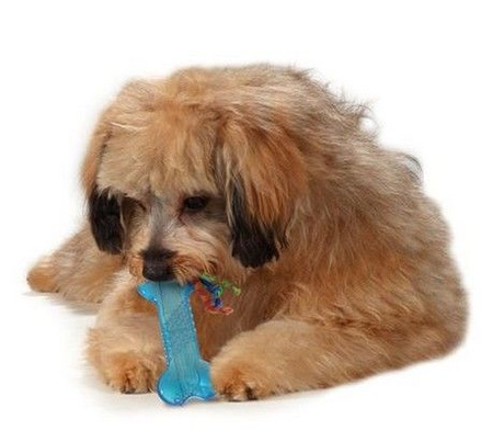 Petstages orka mini kosteczka ps221