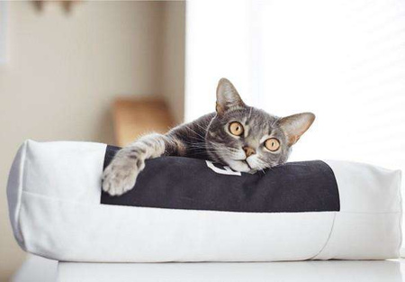 MyKotty Łóżko dla kota PADI