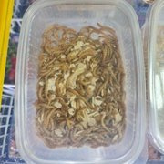 Mącznik żywy karmówka dla gadów 1 op.