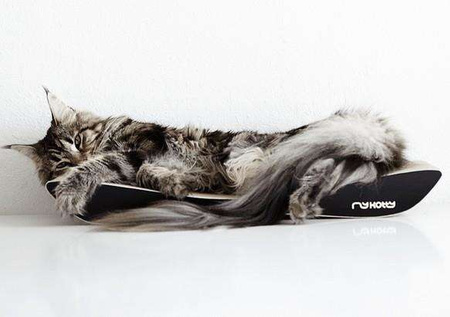 Mykotty drapak tobi czarny