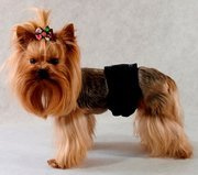 Grande Finale Pampas czarny - majtki dla samca rozmiar 3 [PA1/3]