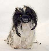 Grande Finale kaganiec dla psów z krótką kufą 2/S