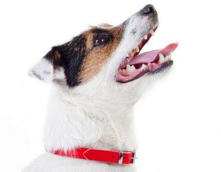 Dingo Obroża skórzana podszyta filcem 1,0x36cm czerwona