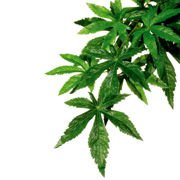 Roślina sztuczna – Silk Abuliton, M