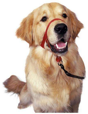 Halti kantarek - obroża uzdowa rozmiar 2 czerwona