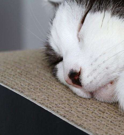 Mykotty drapak tobi czarny