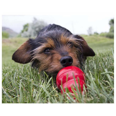 Kong easy treat liver pasta wątróbka z kurczaka dla psa 236 g