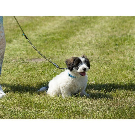 Dogcessories smycz trekking mini dla psa 200 cm/6 mm