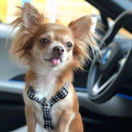 Baylabel Black'n'white szelki Guard dla psa S