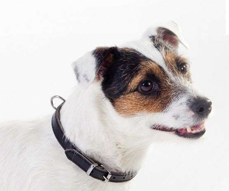 Dingo Obroża skórzana podszyta filcem 1,0x27cm czarna