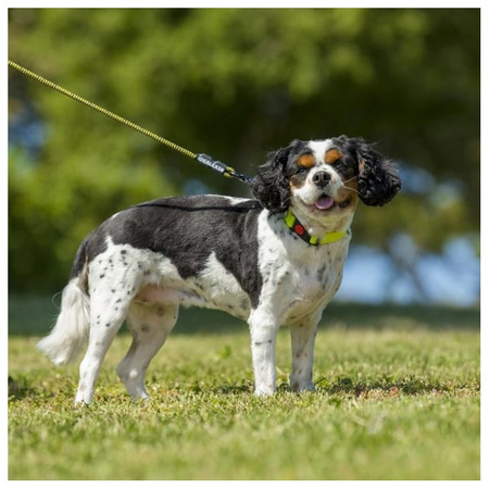 Smycz idealeash basic maxi dla psa 2 m