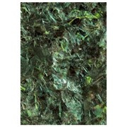 Ocean nutrition green marine algae