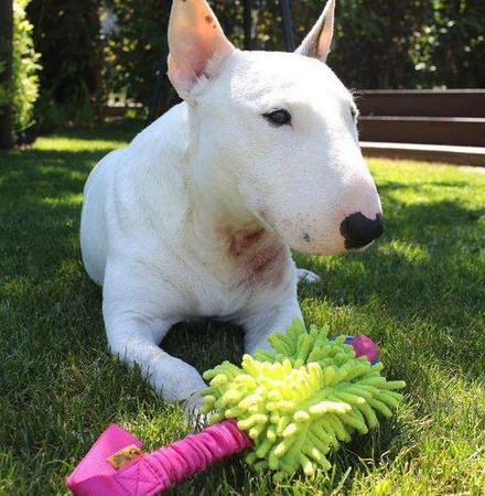 Dingo Zabawka dla psa - Szarpak Mop Bungee z piłką różowy