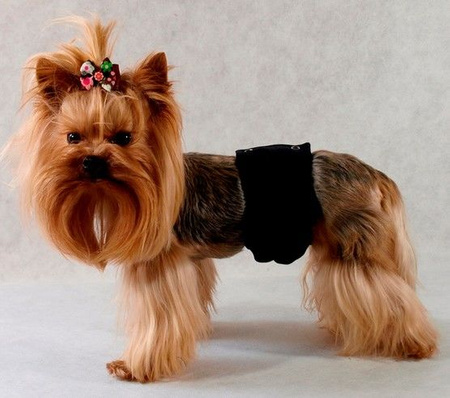 Grande Finale Pampas czarny - majtki dla samca rozmiar 2 [PA1/2]