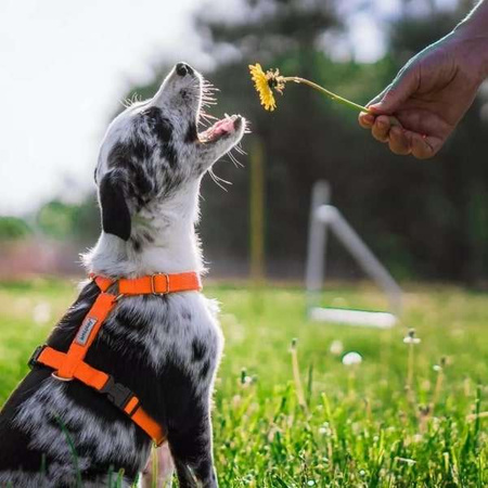 amiplay Samba szelki dla psa Guard zielone S