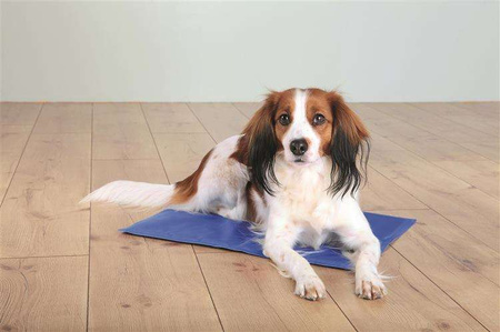 Mata chłodząca, 40 × 30 cm, niebieska