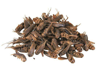 Pokarm dla gadów, świerszcze, 250 ml/25 g