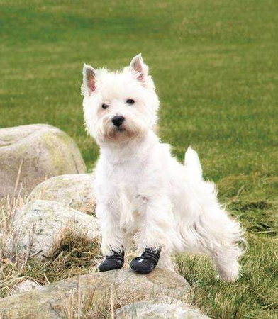 BUTY OCHRONNE Walker Active, XL, 2 szt.