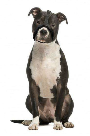 Grande Finale kaganiec dla psów z krótką kufą 2/S