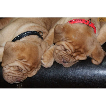 Dingo Obroża Glamour