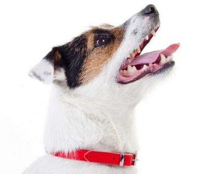 Dingo Obroża skórzana podszyta filcem 1,0x33cm czerwona