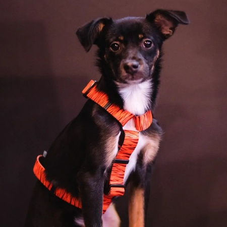 Baylabel Eye of the Tiger szelki Guard dla psa XS