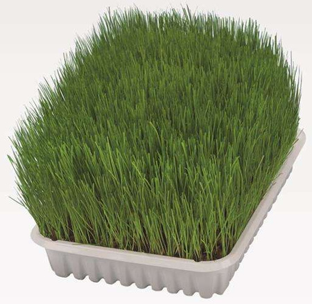 TRAWA DLA KOTA W POJEMNIKU 100g