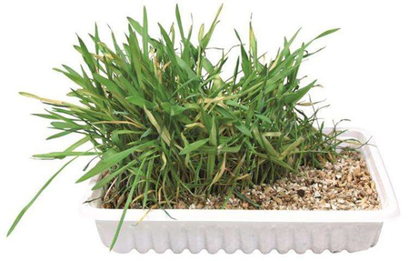 TRAWA DLA KOTA W POJEMNIKU 100gr