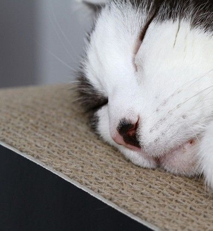 Mykotty drapak tobi czarny