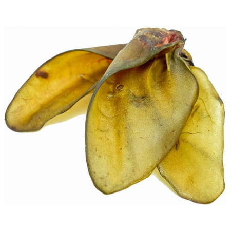 Balto Ucho wołowe 1 szt