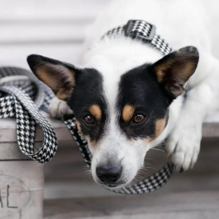 Baylabel Black'n'white obroża dla psa L