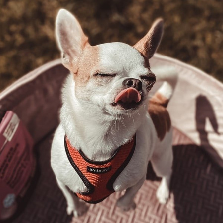 amiplay szelki dla psa Scout Air Czerwony M