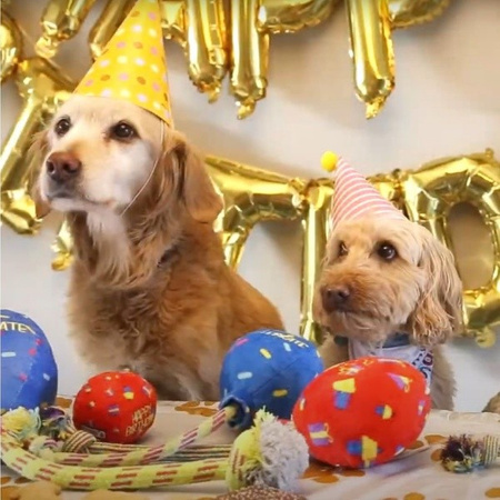 Kong Occasions Birthday Balloon niebieski L