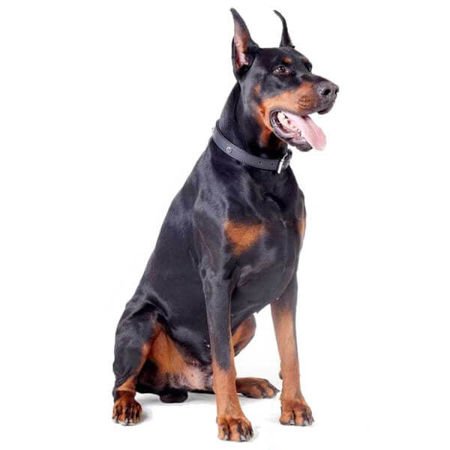 Dingo obroża skórzana royal dla psa 3x55 cm, 3x60 cm